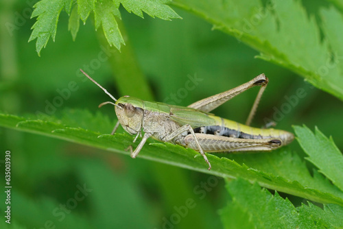 Closeup on the European meadow grasshopper, Pseudochorthippus parallelus sitting in vegetation