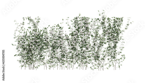 Fotografia flowering vine genus Clematis on a transparent background