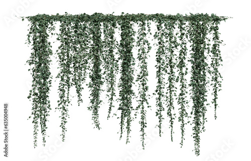Ivy Dichondra Microcalyx on a transparent background