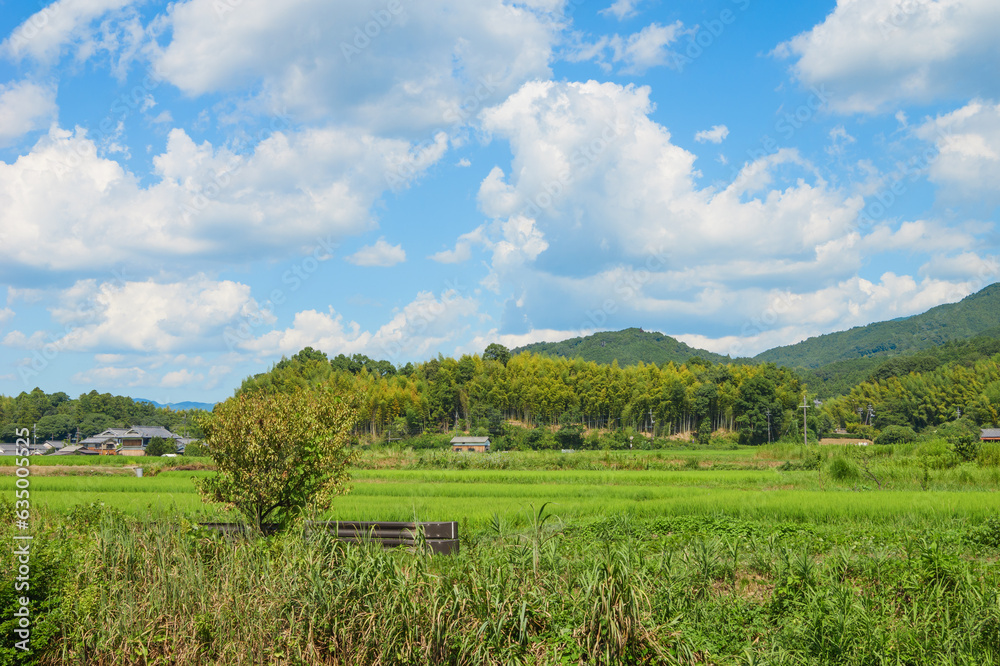 Vast rice paddy landscape, agriculture, summer, field Vast rice paddy landscape, agriculture, summer, field
