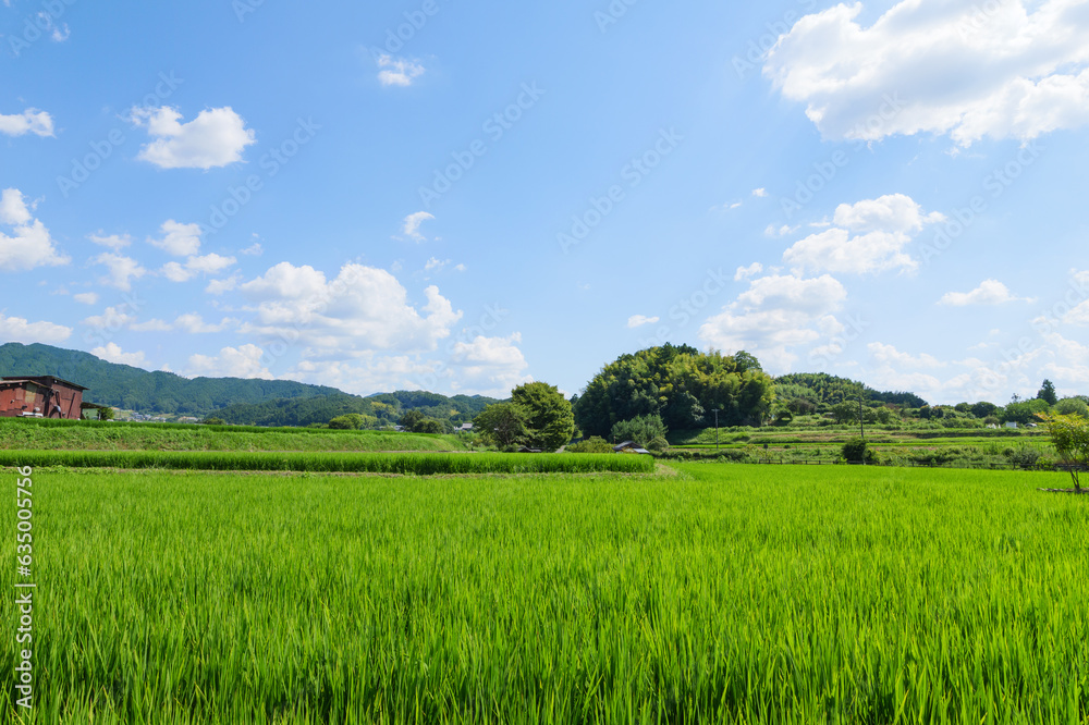 Vast rice paddy landscape, agriculture, summer, field