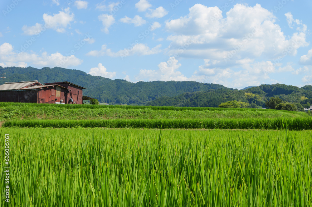 Vast rice paddy landscape, agriculture, summer, field Vast rice paddy landscape, agriculture, summer, field