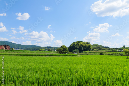 Vast rice paddy landscape, agriculture, summer, field