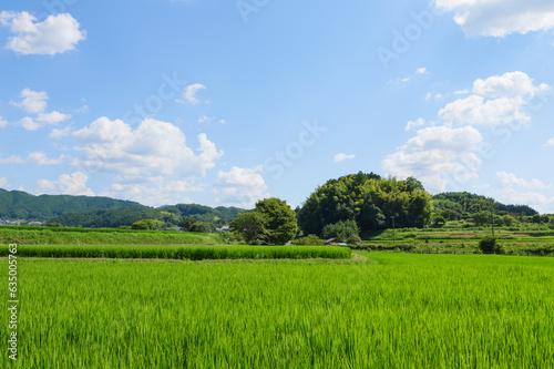 Vast rice paddy landscape  agriculture  summer  field