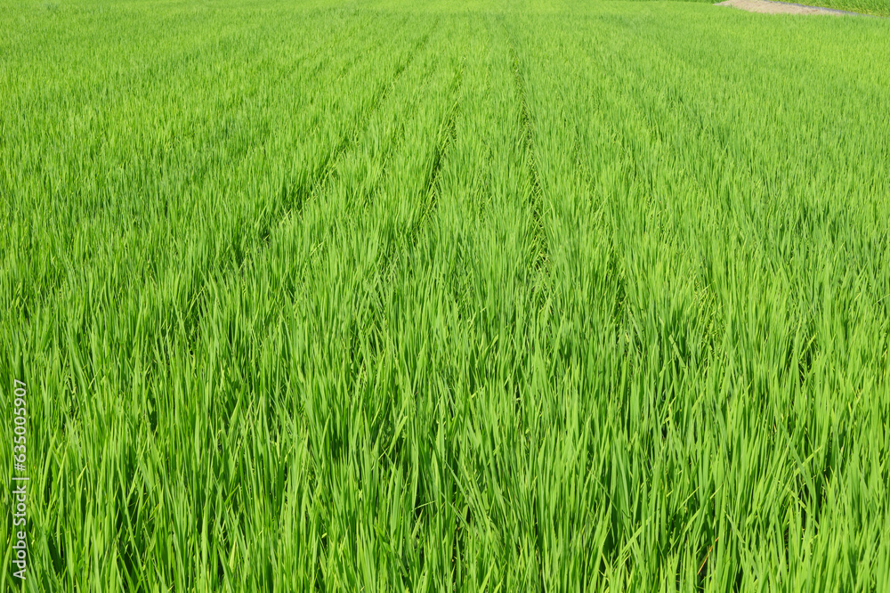 Rice ears bearing fruit, harvest, agriculture, paddy field Rice ears bearing fruit, harvest, agriculture, paddy field