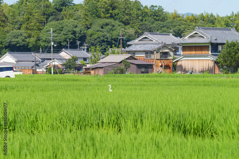 White-winged magpie in rice paddies, summer, wild birds White-winged magpie in rice paddies, summer, wild birds