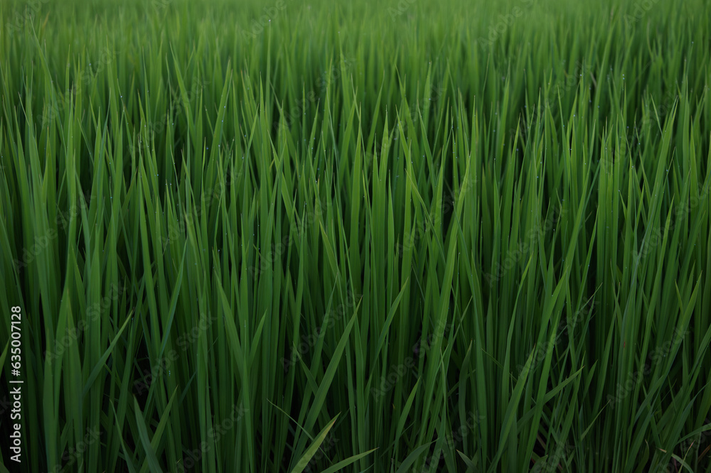 Rice ears bearing fruit, harvest, agriculture, paddy field Rice ears bearing fruit, harvest, agriculture, paddy field