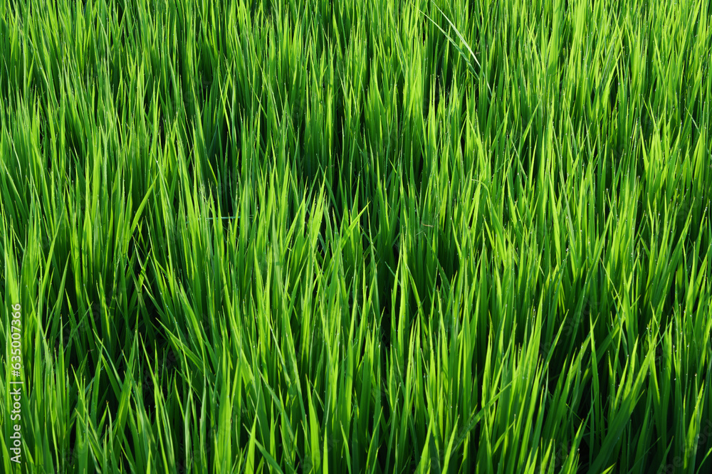 Rice ears bearing fruit, harvest, agriculture, paddy field Rice ears bearing fruit, harvest, agriculture, paddy field