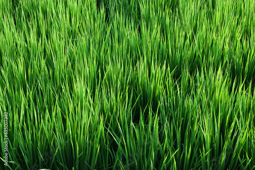 Rice ears bearing fruit  harvest  agriculture  paddy field