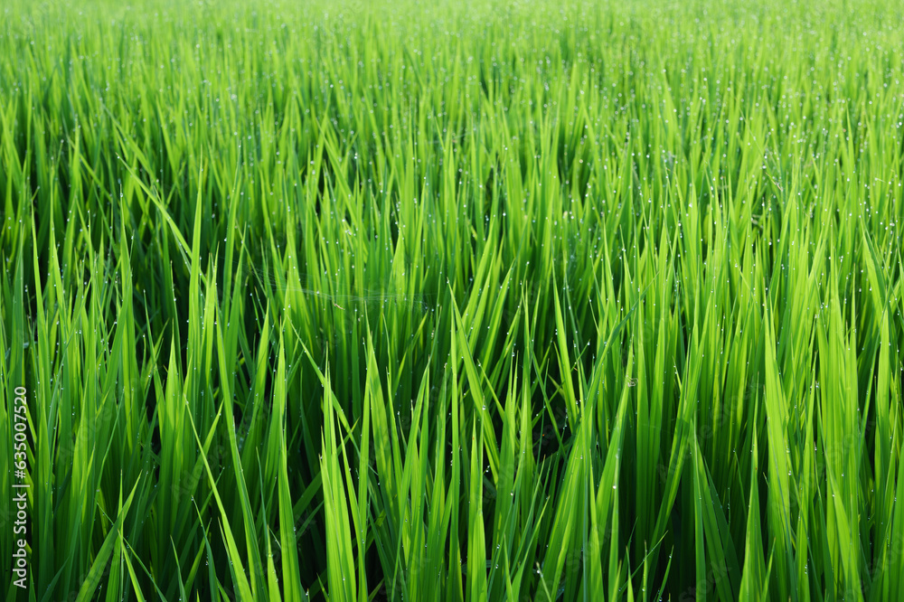 Rice ears bearing fruit, harvest, agriculture, paddy field Rice ears bearing fruit, harvest, agriculture, paddy field