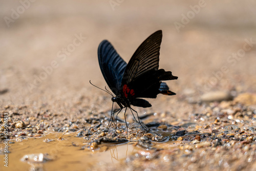 A butterfly in the jungle (Tak province, Thailand)