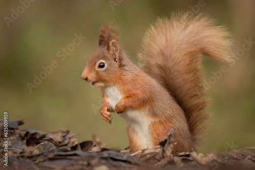 Taken from a low angle is a side view of a red squirrel on its back legs with its front paws against its chest. It is showing its bushy tail