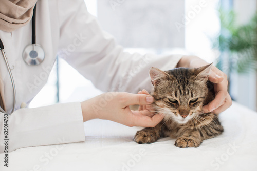 Fototapeta Naklejka Na Ścianę i Meble -  Female vet examining area around cat's head in animal clinic