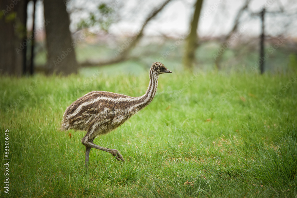 Obraz premium Baby of ostrich in the zoo enclosure, spring chicks,