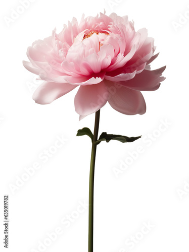 Pink chrysanthemum flower isolated on a white background. PNG