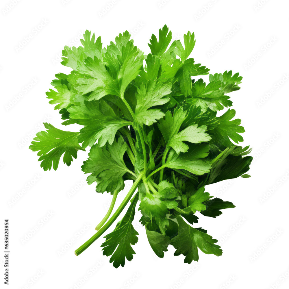 bunch of parsley isolated on transparent background cutout bunch of parsley isolated on transparent background cutout