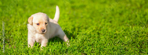 Young dogs of breed labrador close up. Labrador puppy, beautiful little dogs running around the green grass. Mowed lawn. Copy space for text, long banner.The concept of childhood friendship and games photo