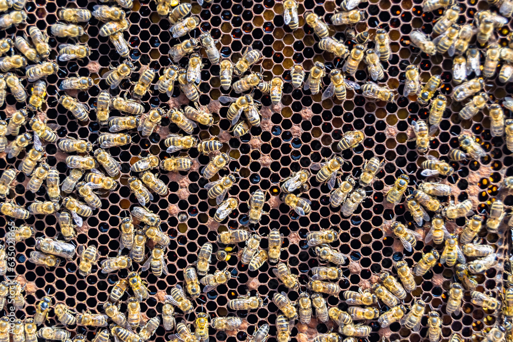 Abstract hexagon structure is honeycomb from bee hive filled Abstract hexagon structure is honeycomb from bee hive filled