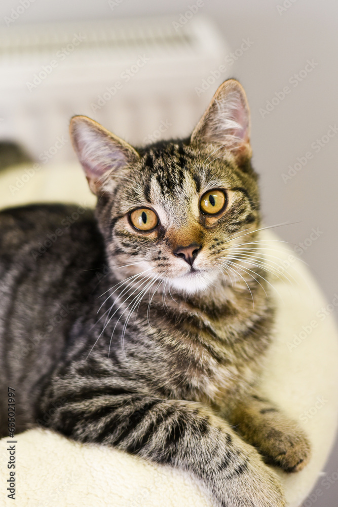 Fototapeta premium close up portrait of a young cat animal shelter
