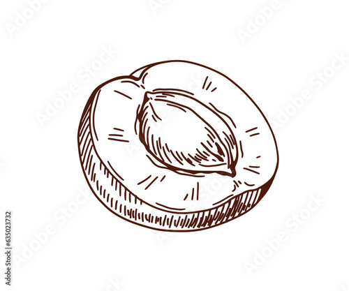 Apricot, engraved outlined drawing. Etched fruit half, cut piece, seed, kerne...