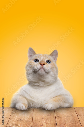 Beautiful funny cat sitting at the table and looking up, yellow background