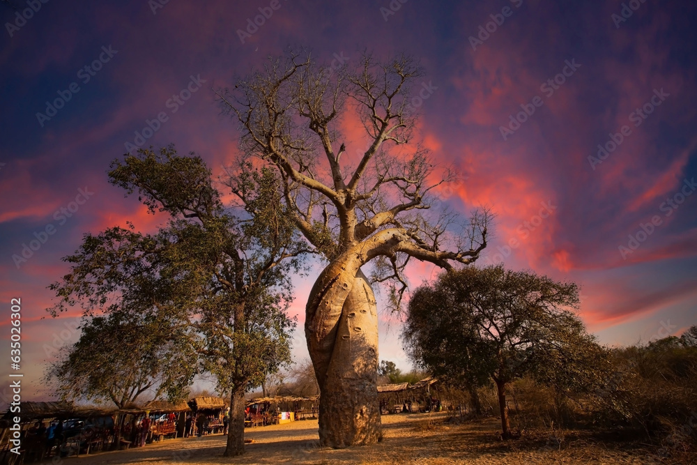 The silhouette of Baobab Avenue  as Sunset scene with Baobab trees in Morondava ,Madagascar - obrazy, fototapety, plakaty 