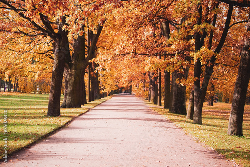 The Gloden Autumn season with Beautiful romantic alley in a park with colorful trees and sunlight. autumn natural background © SASITHORN