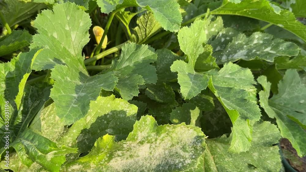 Marrow squash affected by a powdery mildew fungal disease closeup