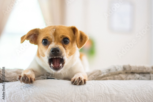 small dog barking on bed