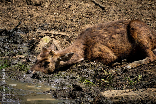 Brown deer in captivity.