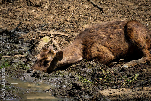 Brown deer in captivity.