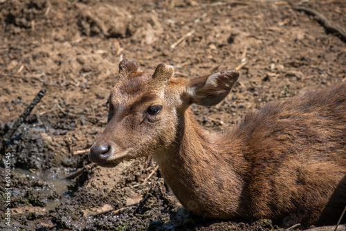 Brown deer in captivity.