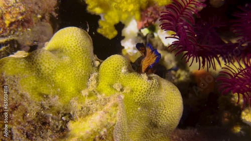 Male Mandarinfish circles yellow hard coral at twilight in Indo-Pacific. To the right a feather star. photo