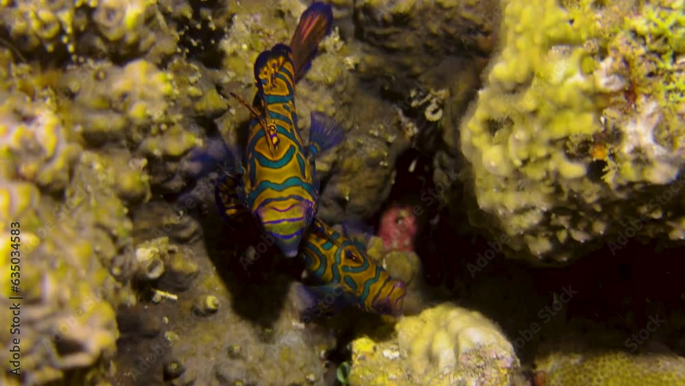 Male and female mandarin fish meander through a colorful coral reef dominated by yellow hard corals and occasional feather stars. It is already night and mating is imminent Male and female mandarin fish meander through a colorful coral reef dominated by yellow hard corals and occasional feather stars. It is already night and mating is imminent