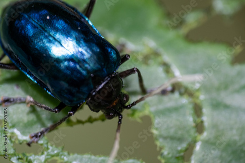 Alder Leaf Beetle or Agelastica alni.