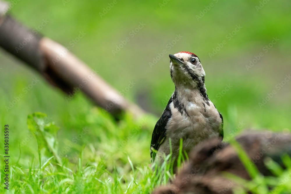 Great woodpecker Dendrocopos major, male of this large bird sitting on tree stump, red feathers, green diffuse background, wild nature scene