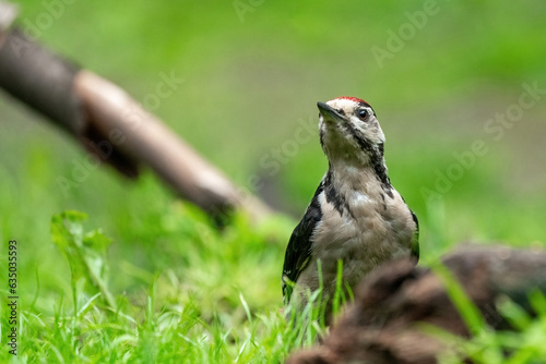 Obraz na płótnie Great woodpecker Dendrocopos major, male of this large bird sitting on tree stump, red feathers, green diffuse background, wild nature scene w salonie