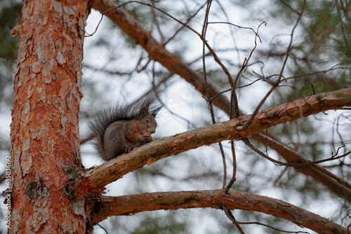 Red squirrel sitting on pine branch