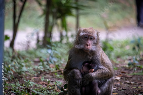 A mother monkey holding a baby monkey.