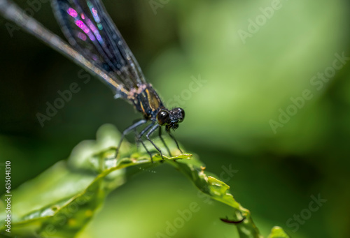 The female Calopteryx virgo needle dragonfly with the dominant black color.