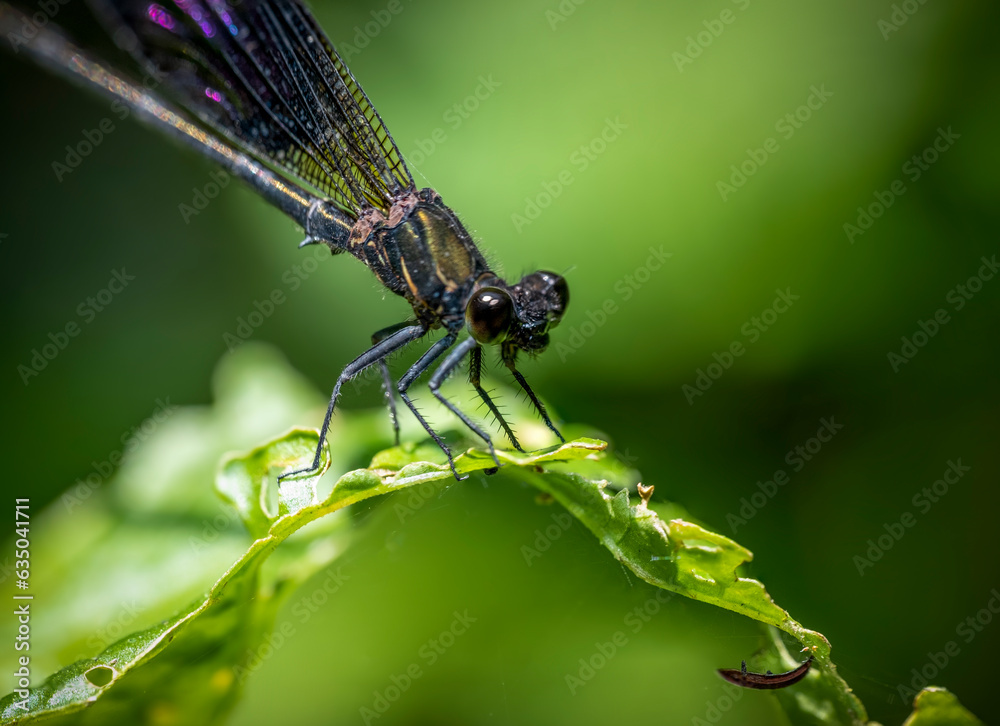 The female Calopteryx virgo needle dragonfly with the dominant black color. The female Calopteryx virgo needle dragonfly with the dominant black color.