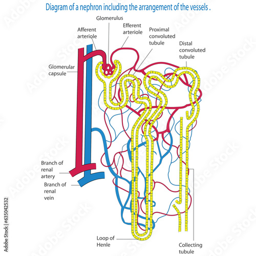 Diagram of a nephron including vessel arrangement.The microscopic structural and functional unit of kidney. Biology concepty.