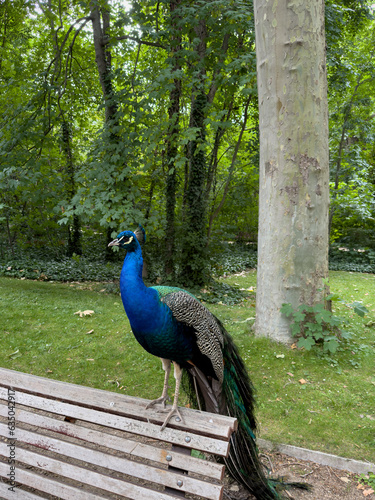 A beautiful peacock resting on a bench with lush green vegetation in the background. Beautiful colors. In the Campo Grande park, a green heart in the center of the city of Valladolid, Spain.
