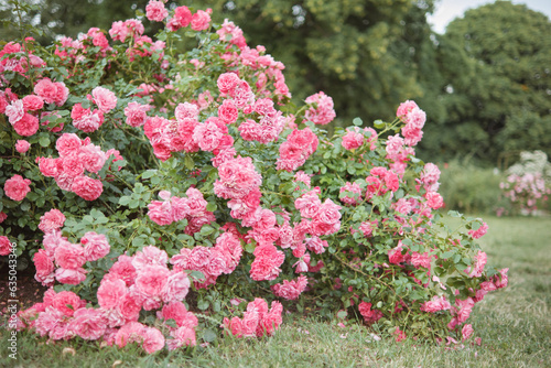 Beautiful blooming bush of pink roses in the park. © TanyaJoy