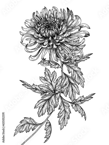 Vector illustration of chrysanthemum flower in engraving style