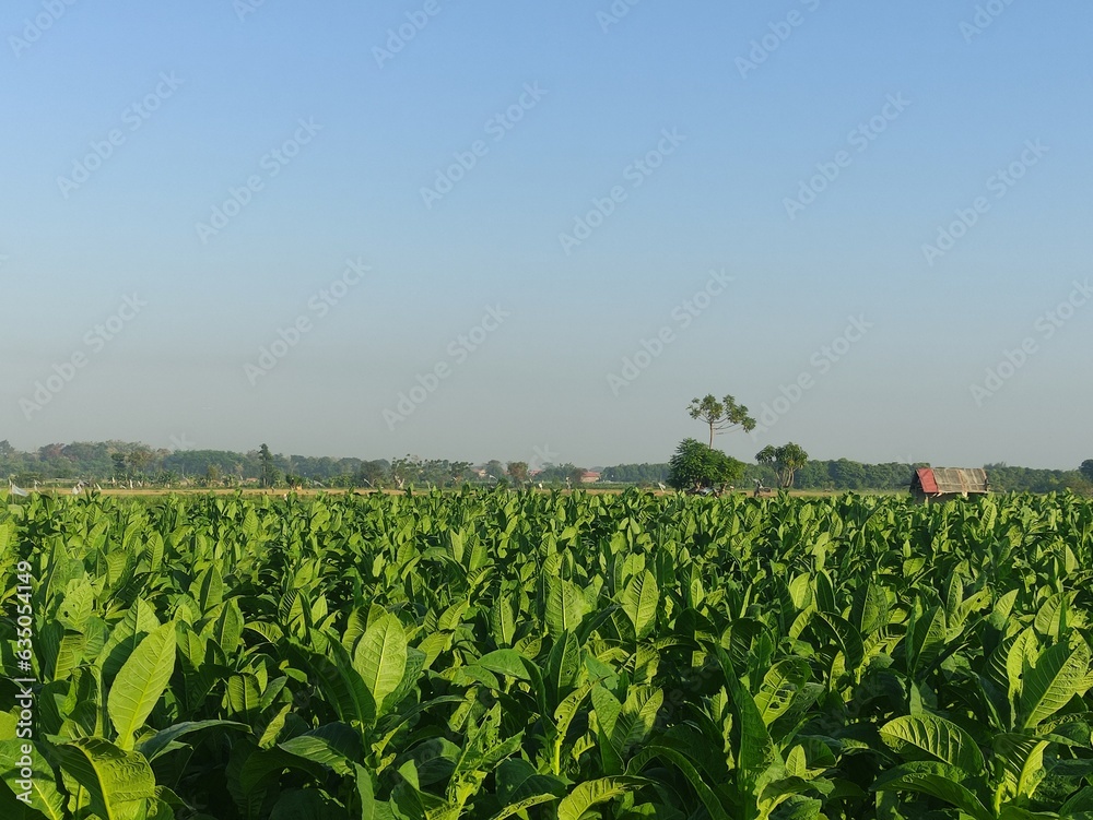 Tobacco plants whose leaves are still green
