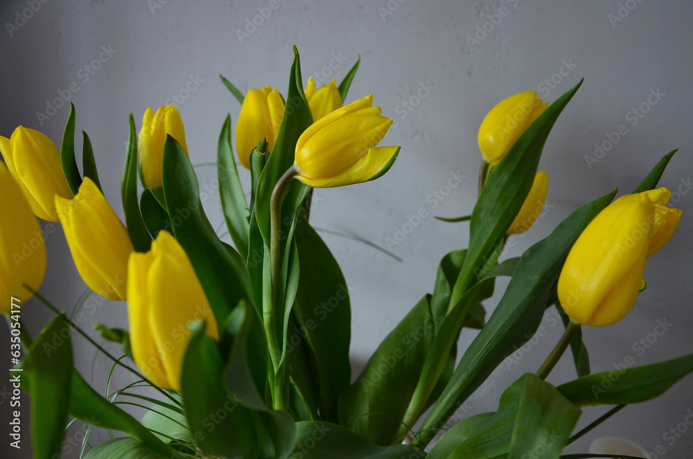 Fototapeta premium yellow tulips