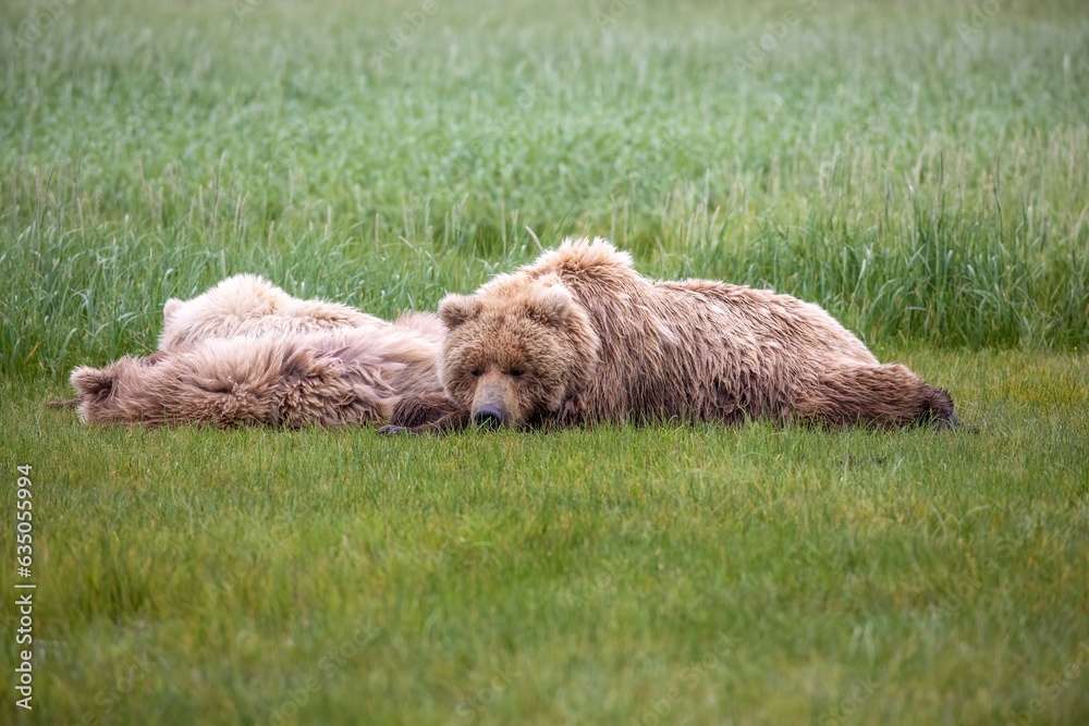 Coastal brown bear family in meadow Coastal brown bear family in meadow