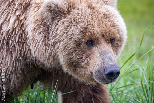 Close up of brown bear