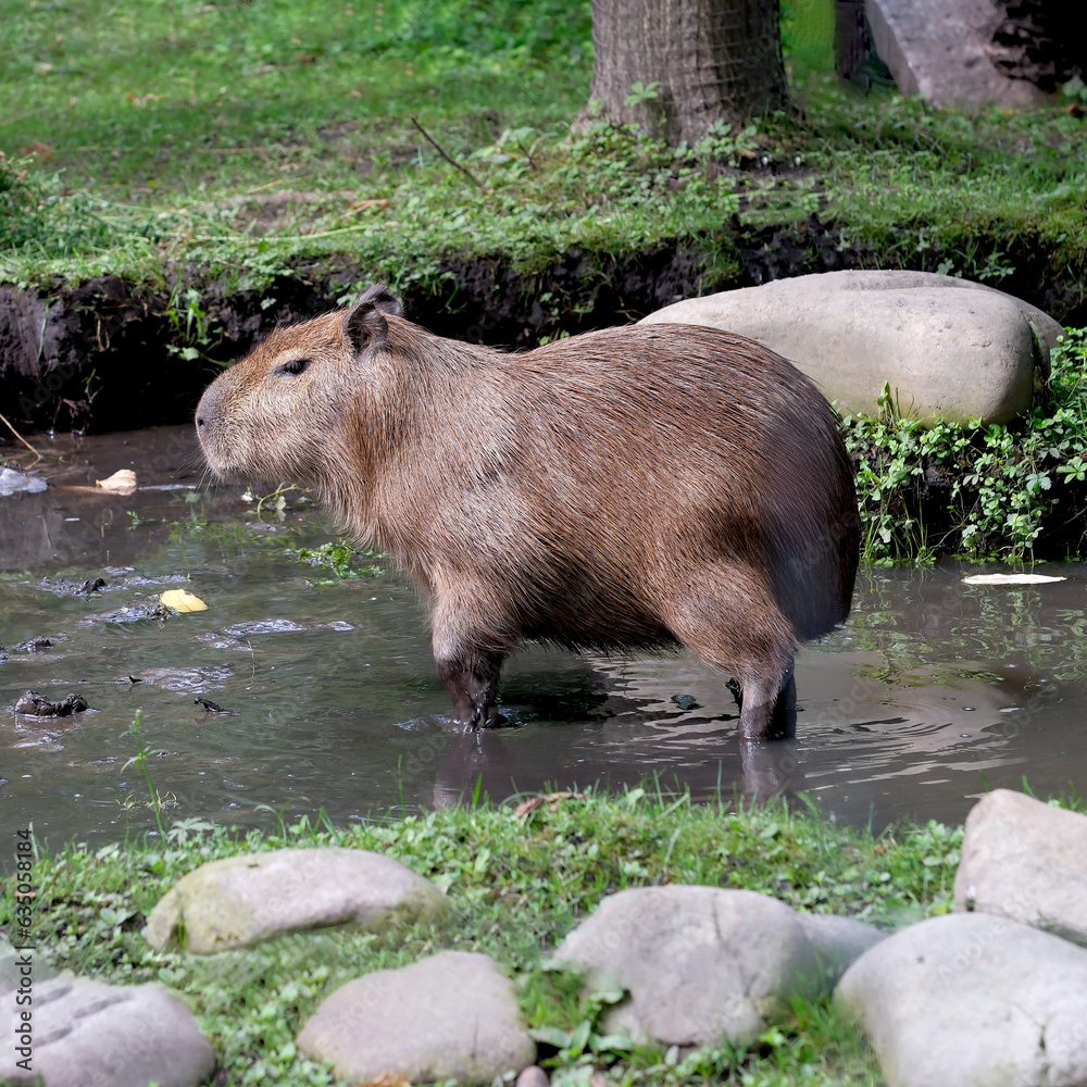 Capybara on a hot summer day Capybara on a hot summer day